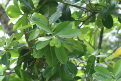 Calophyllum inophyllum